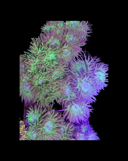 Duncan coral image 0