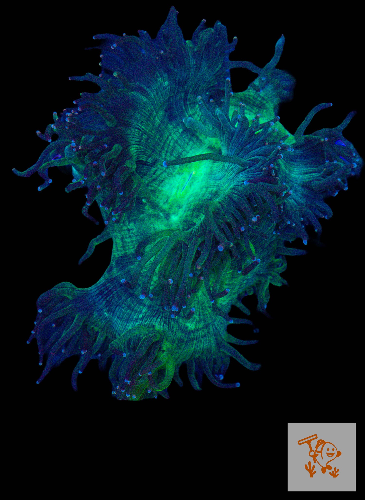 A43 - Elegance coral with Blue Tips (L) image 0