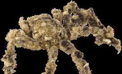 Decorator Crab image 0