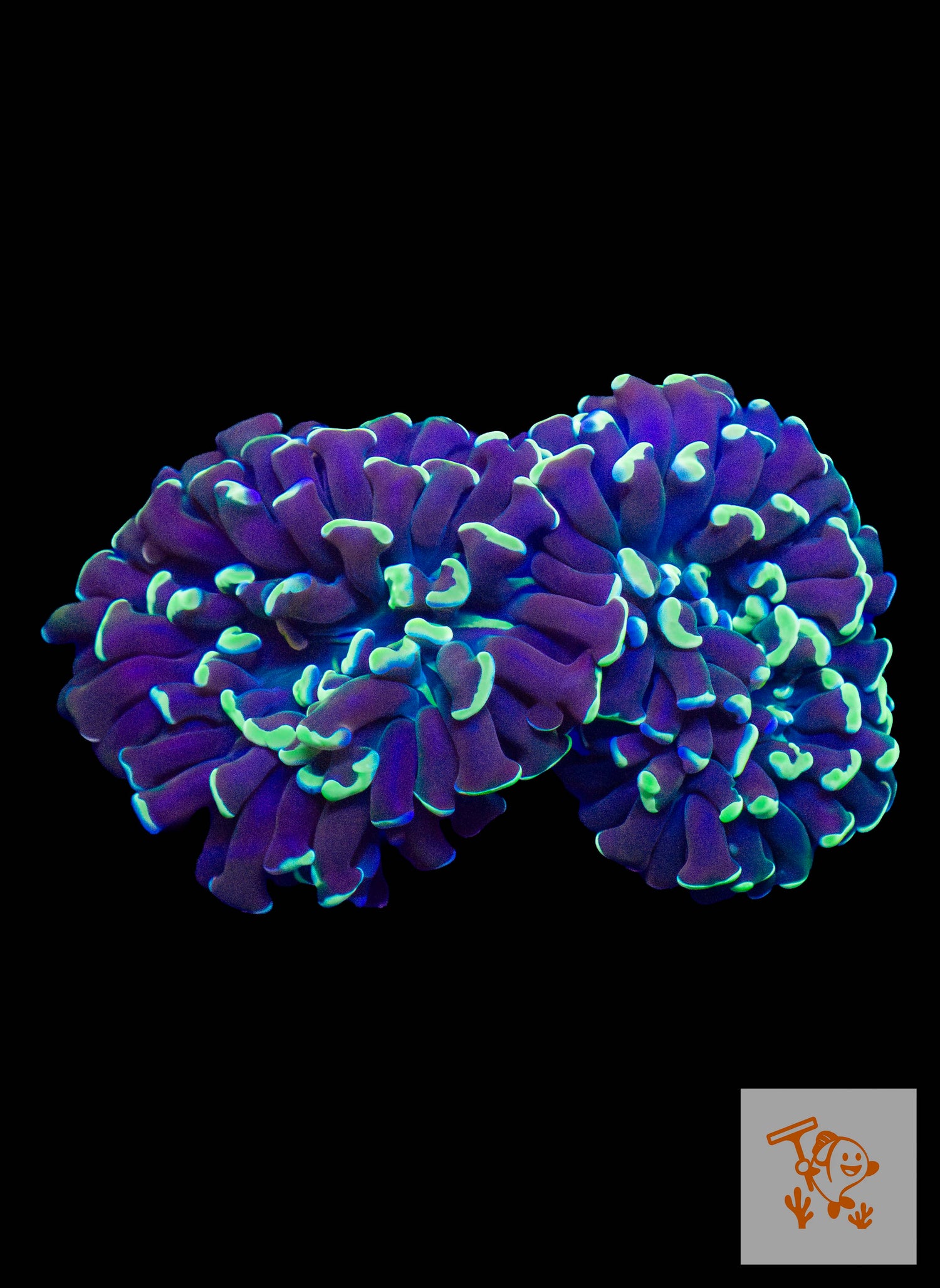 B6 - hammer with Green/Purple Tips