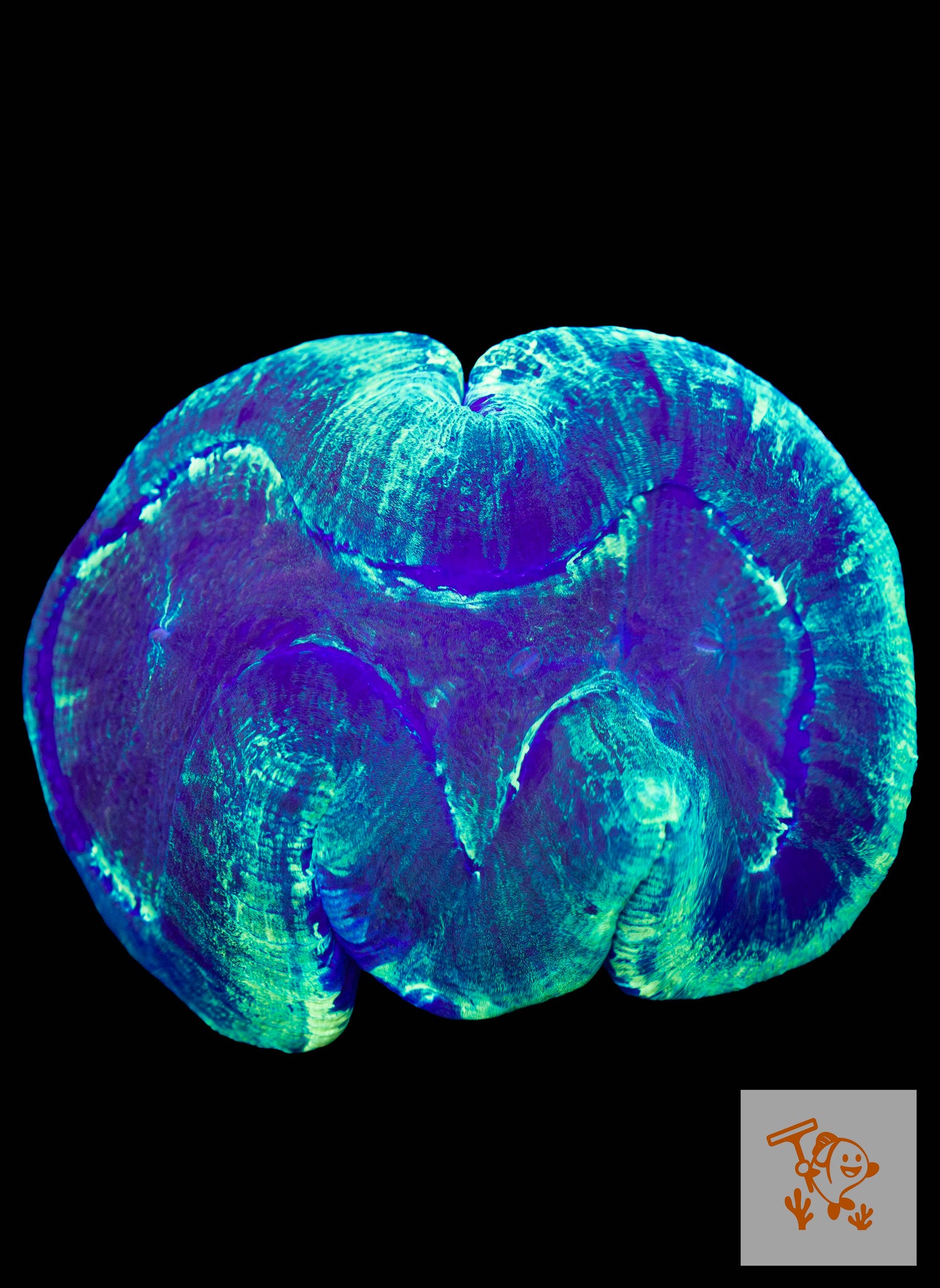 A6 - Green Trachyphyllia with Blue mouth