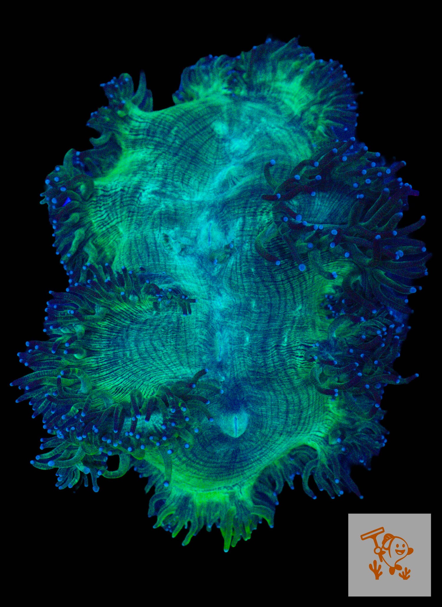 A44 - Elegance coral with Blue tips (XL) image 0