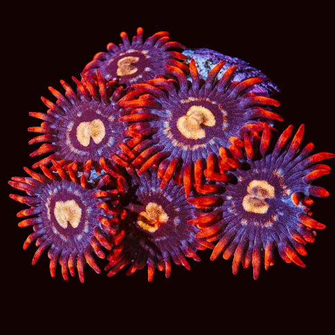 Spitfire Zoas