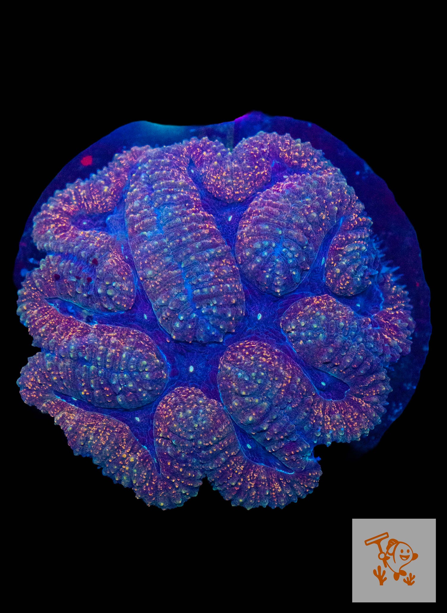 A7 - Blue Symphyllia with Pink Borders