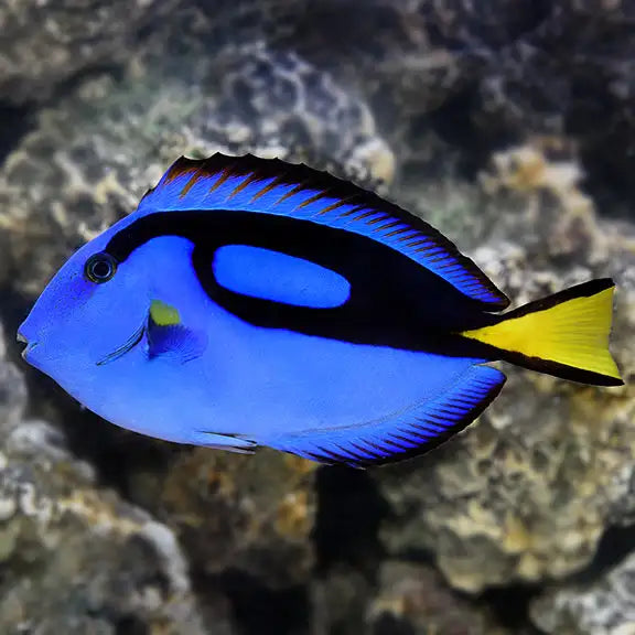 Blue Hippo Tang S image 0