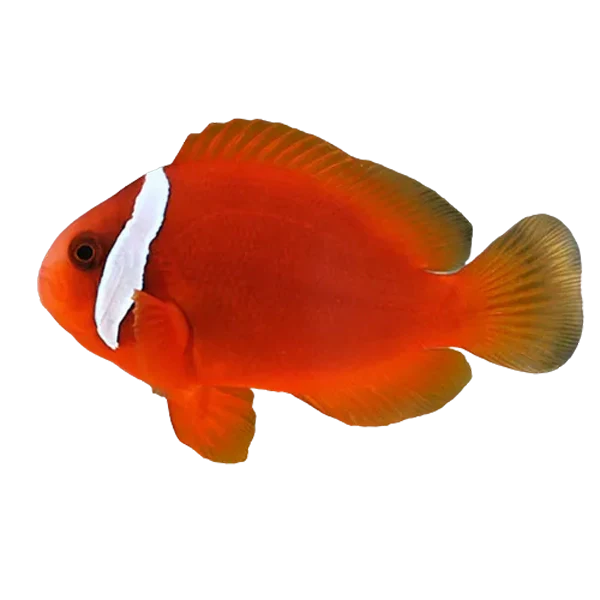 Tomato Clown M image 0