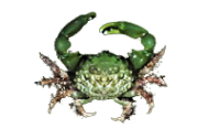 Green Emerald Crabs image 0