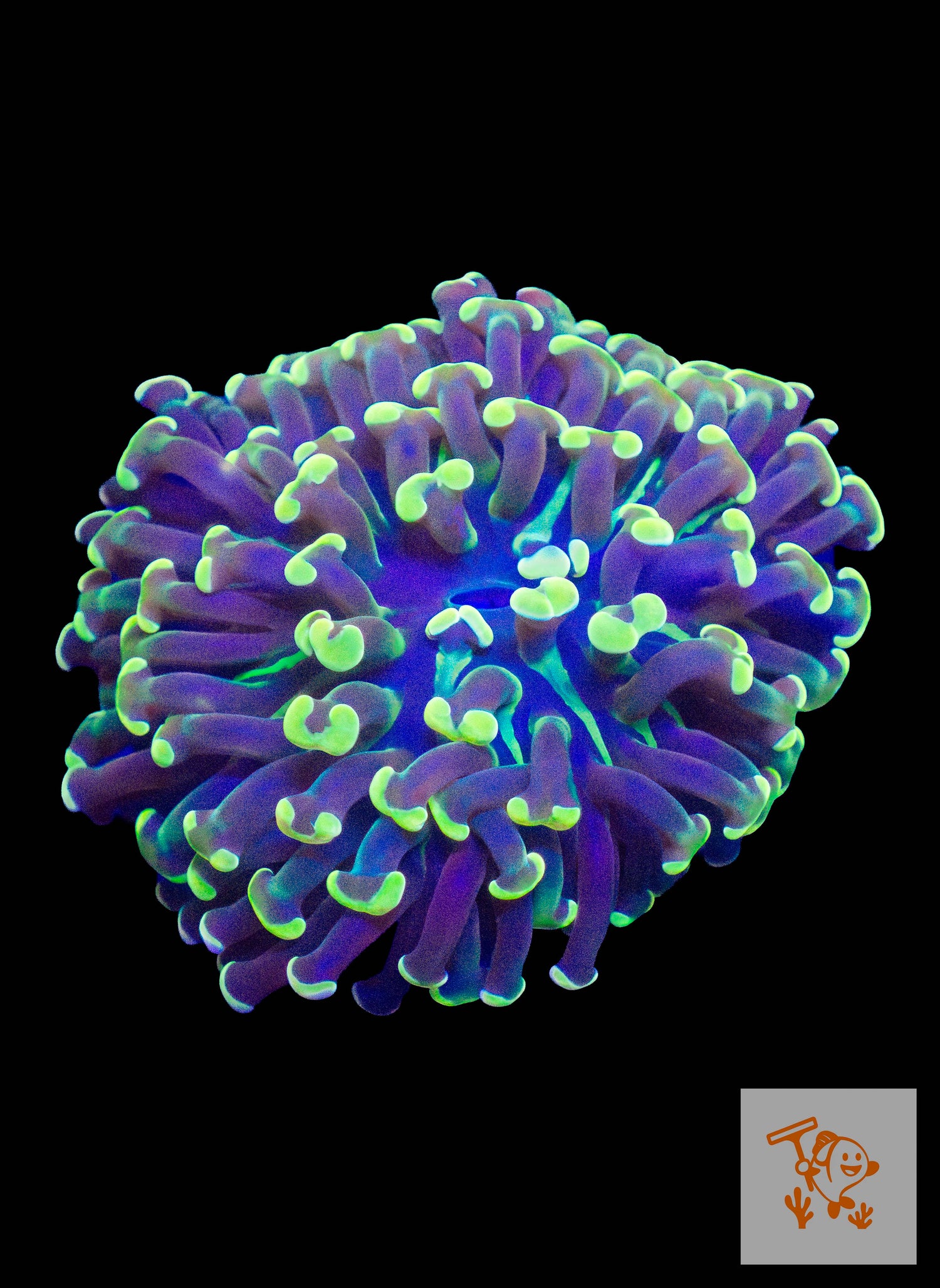 B7 - Green/Puple tips Hammer