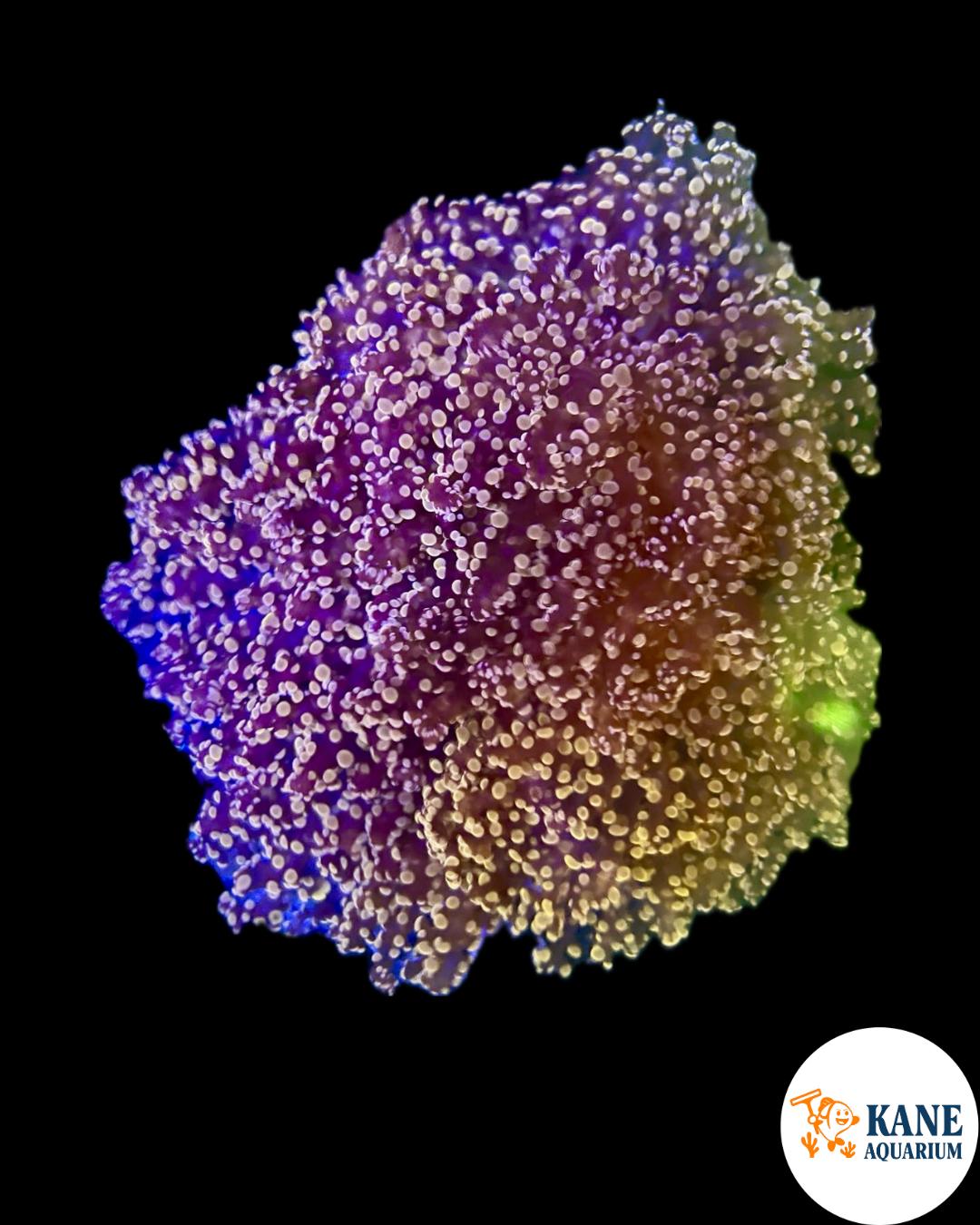 A50 - Orange Octospawn Colony