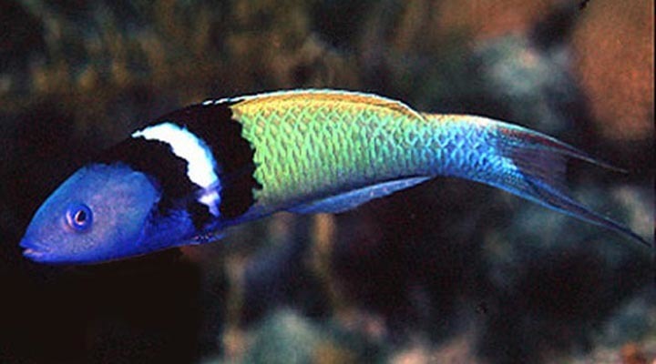 Blue Head Wrasse image 0