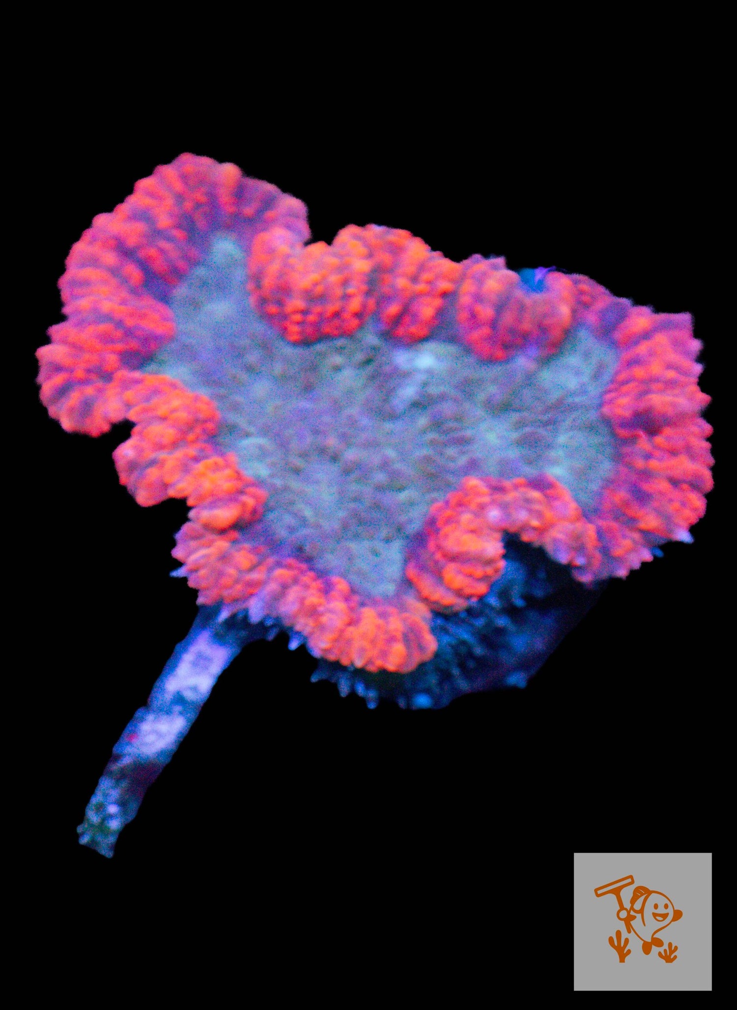 A16 - Red Wellsophyllia image 0