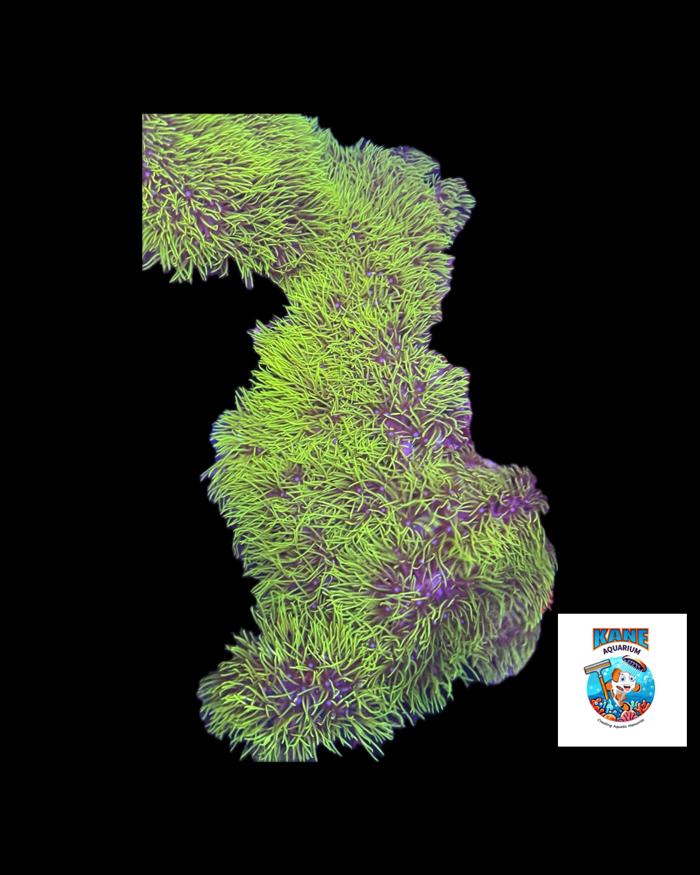 Branching Gsp image 0