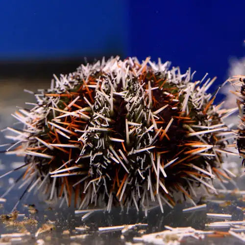 Multicolor Urchin L-XL image 0