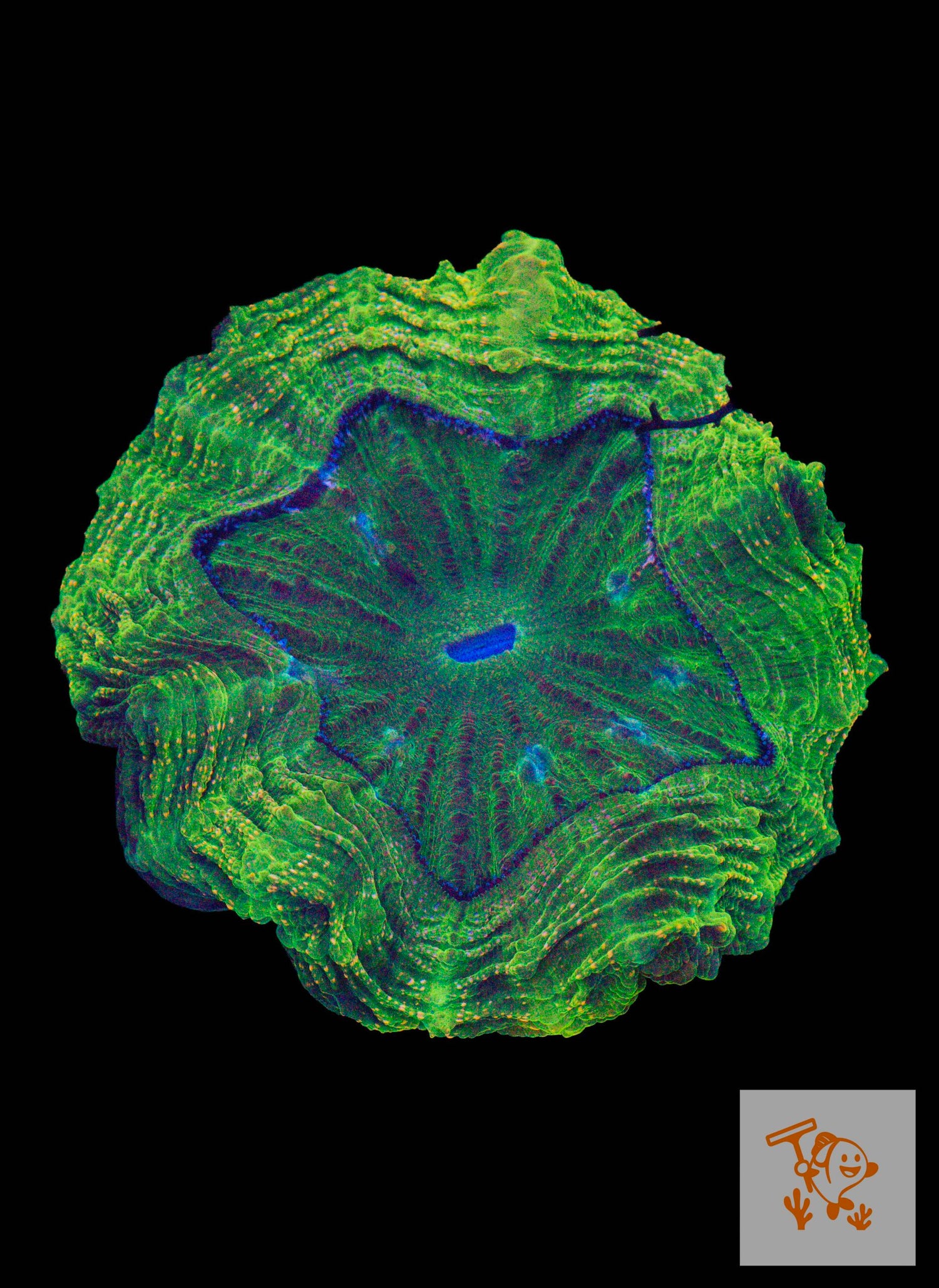 A41 - Green Acanthophyllia with Orange image 0