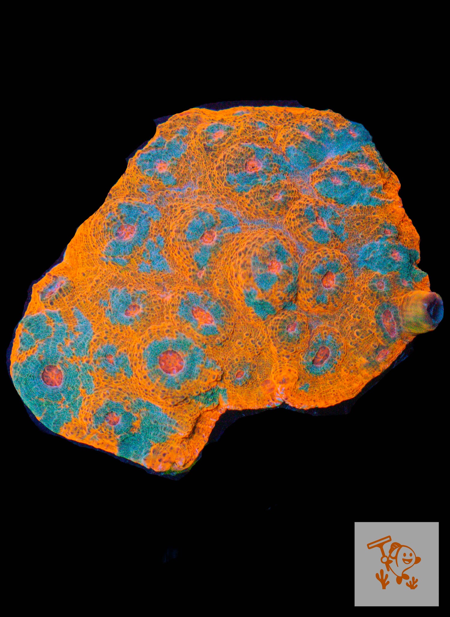 A48 - Orange chalice with Blue Mouth Colony image 0