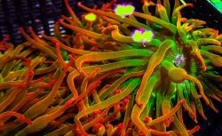 Bubble Tip Anemone - Red image 0