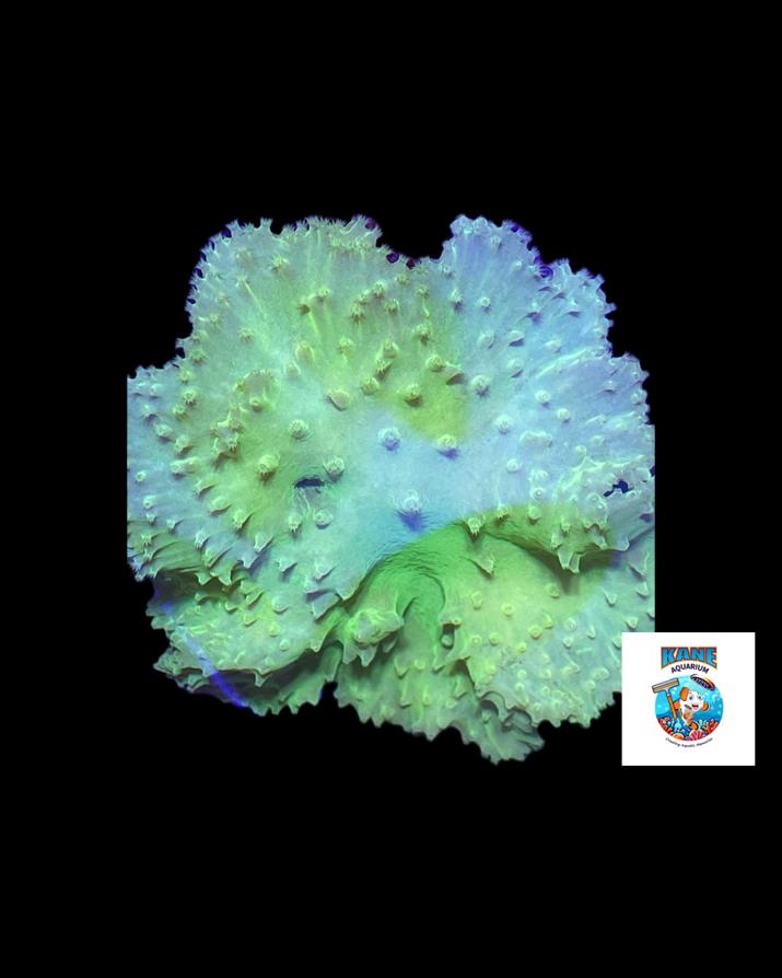 Green cabbage leather image 0