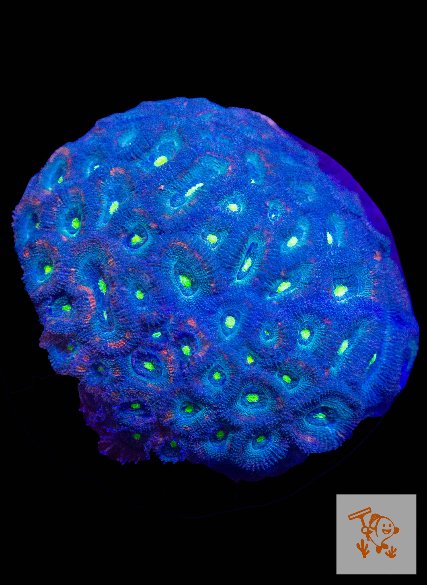 B8 - Green Acan with neon green mouth colony
