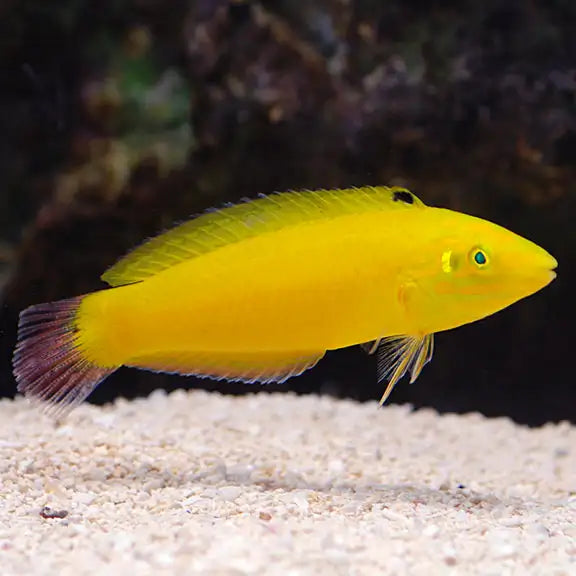Yellow Wrasse image 0