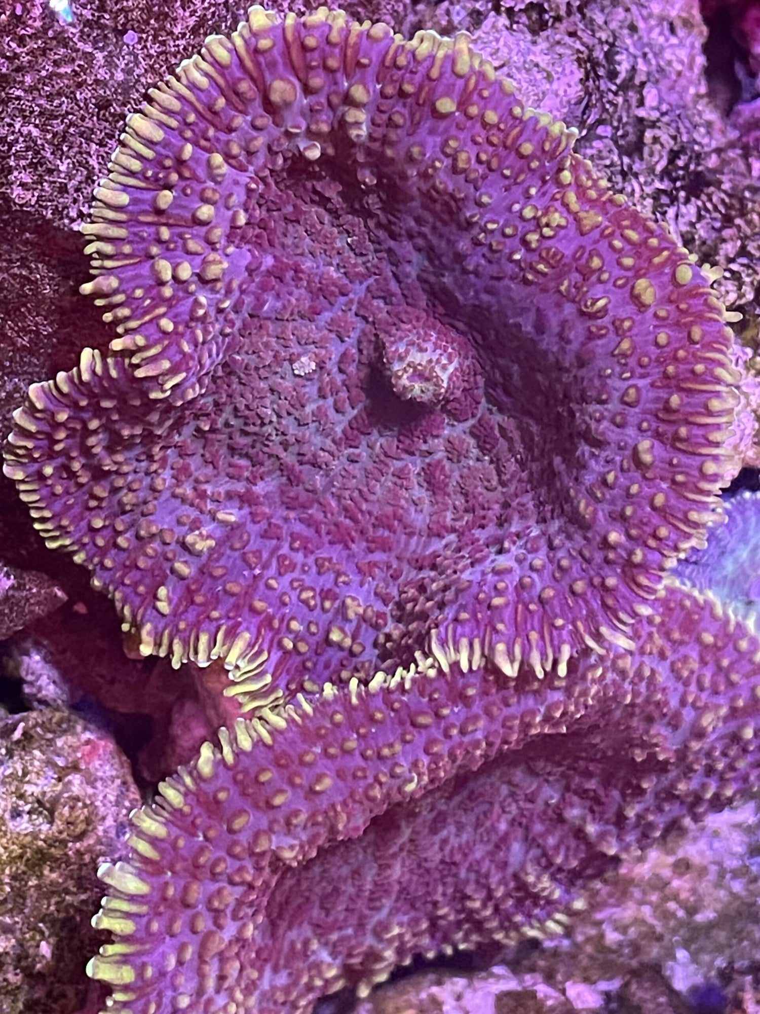 Purple Mushrooms with Yellow rims image 0