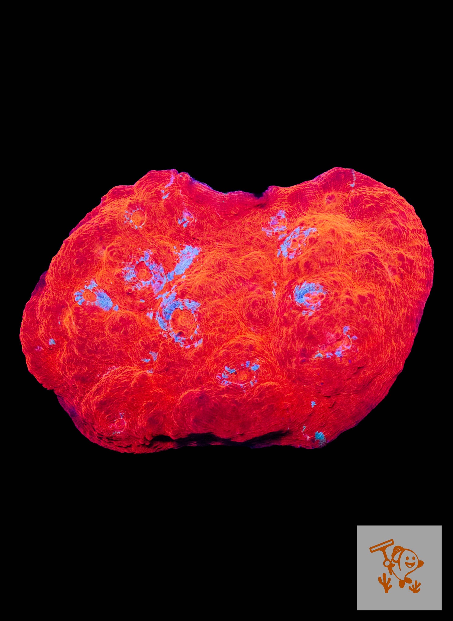 A9 - Utra Red Chalice with Blue mouth