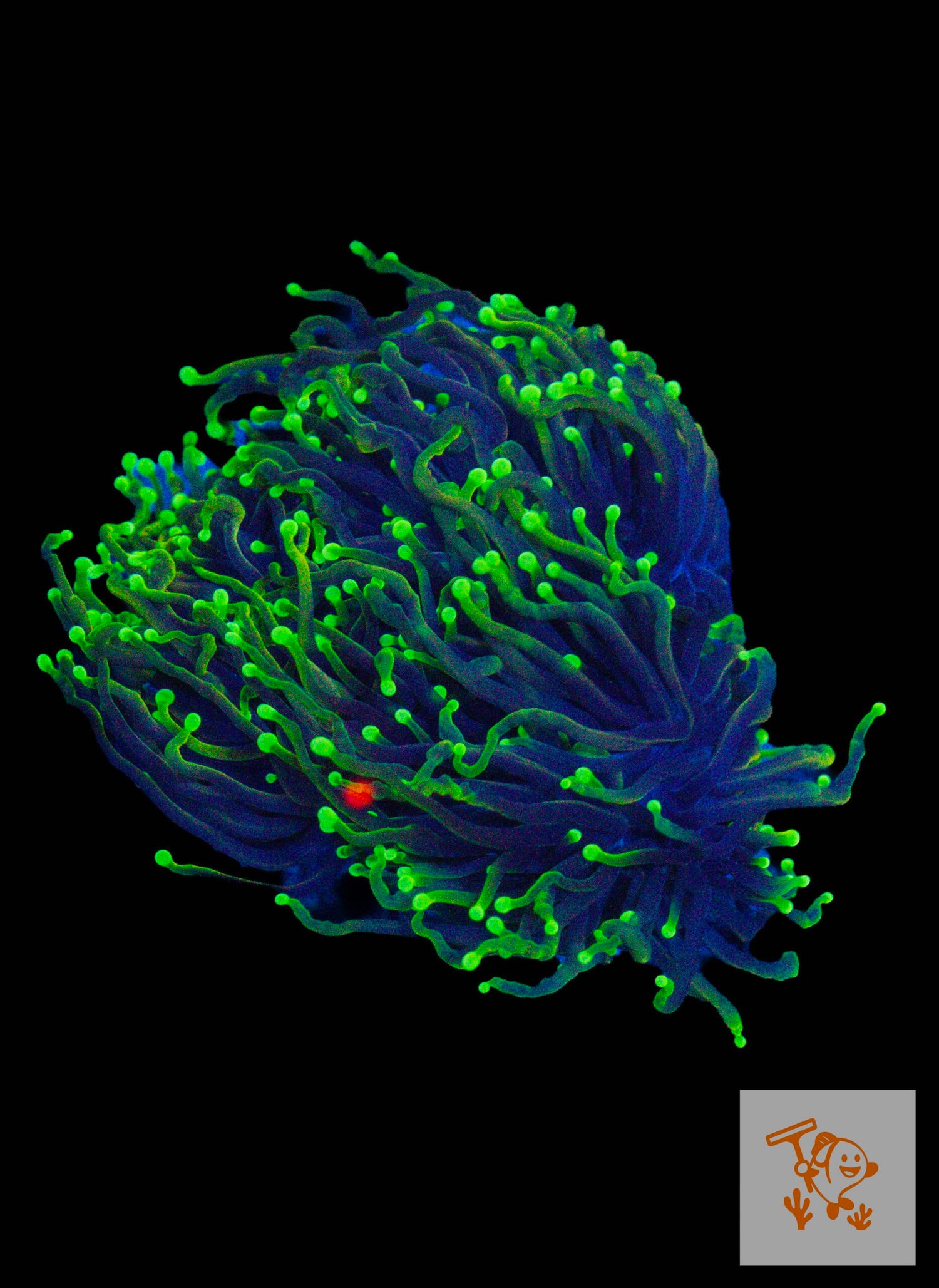 A35 - Hellfire Torch Colony image 0