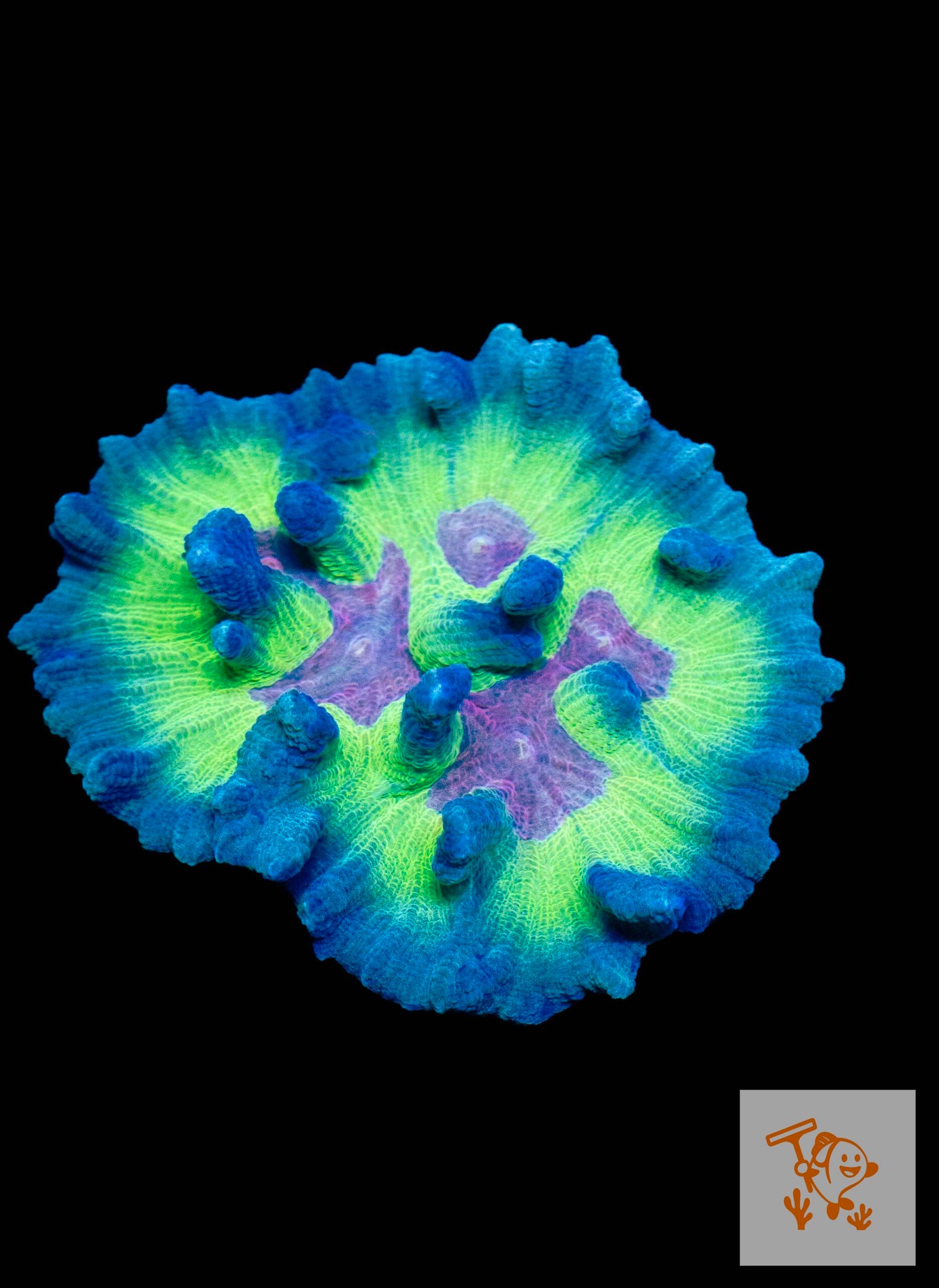 A23 - Rainbow Pectinia image 0