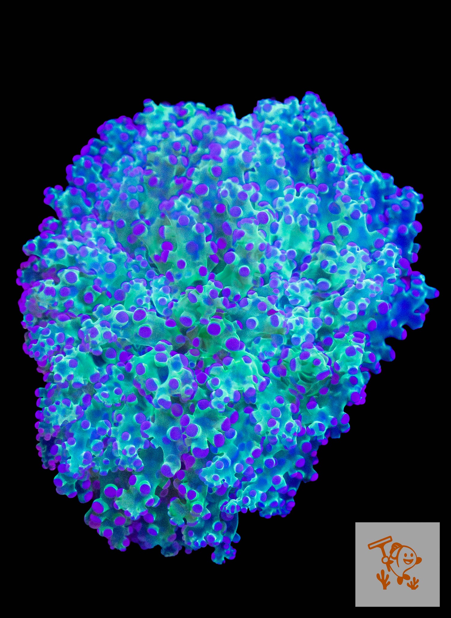 B9 - Purple tips Frogspawn