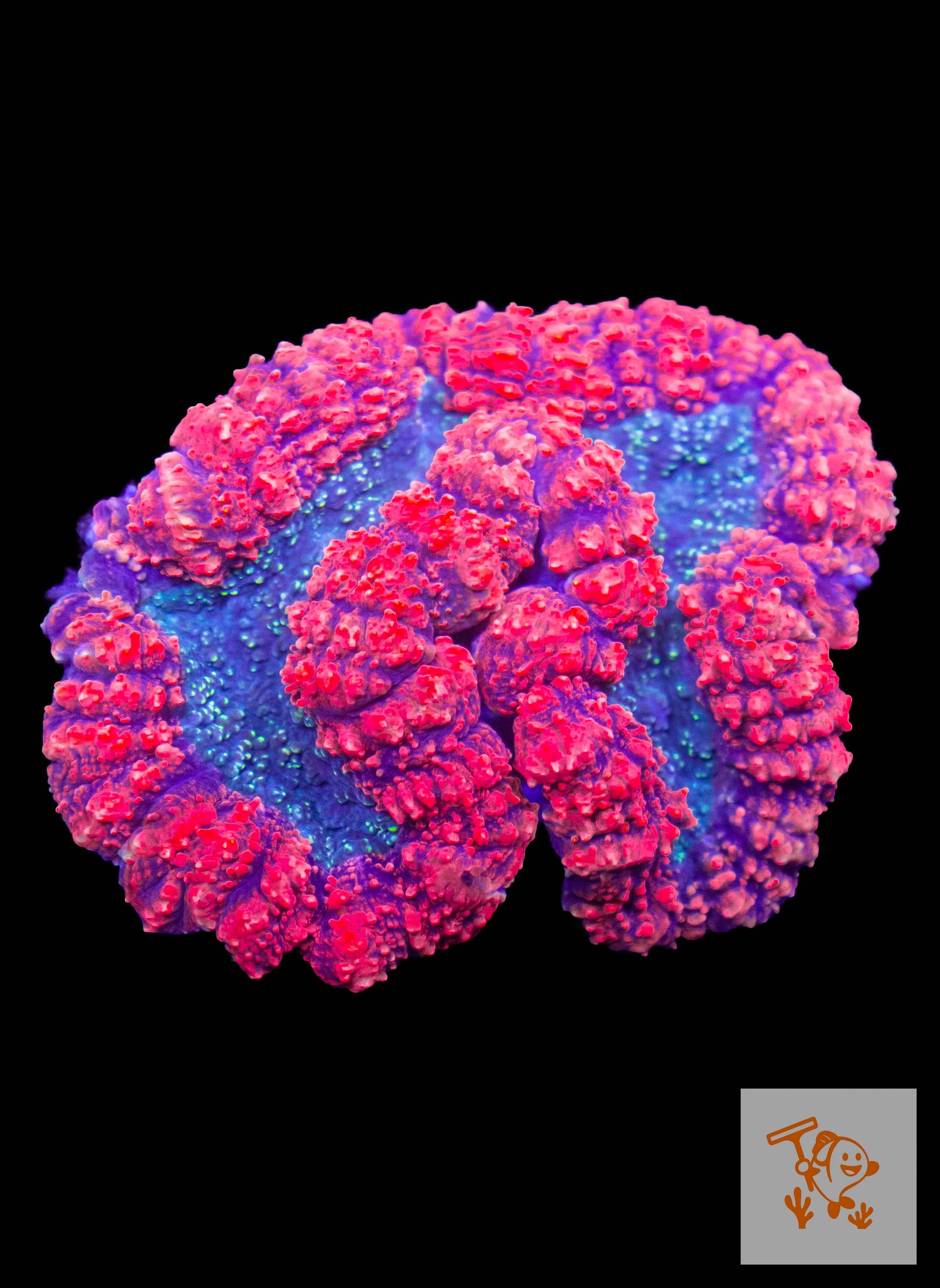 A1 Pink Symphyllia with blue mouth and Yellow Sparkles