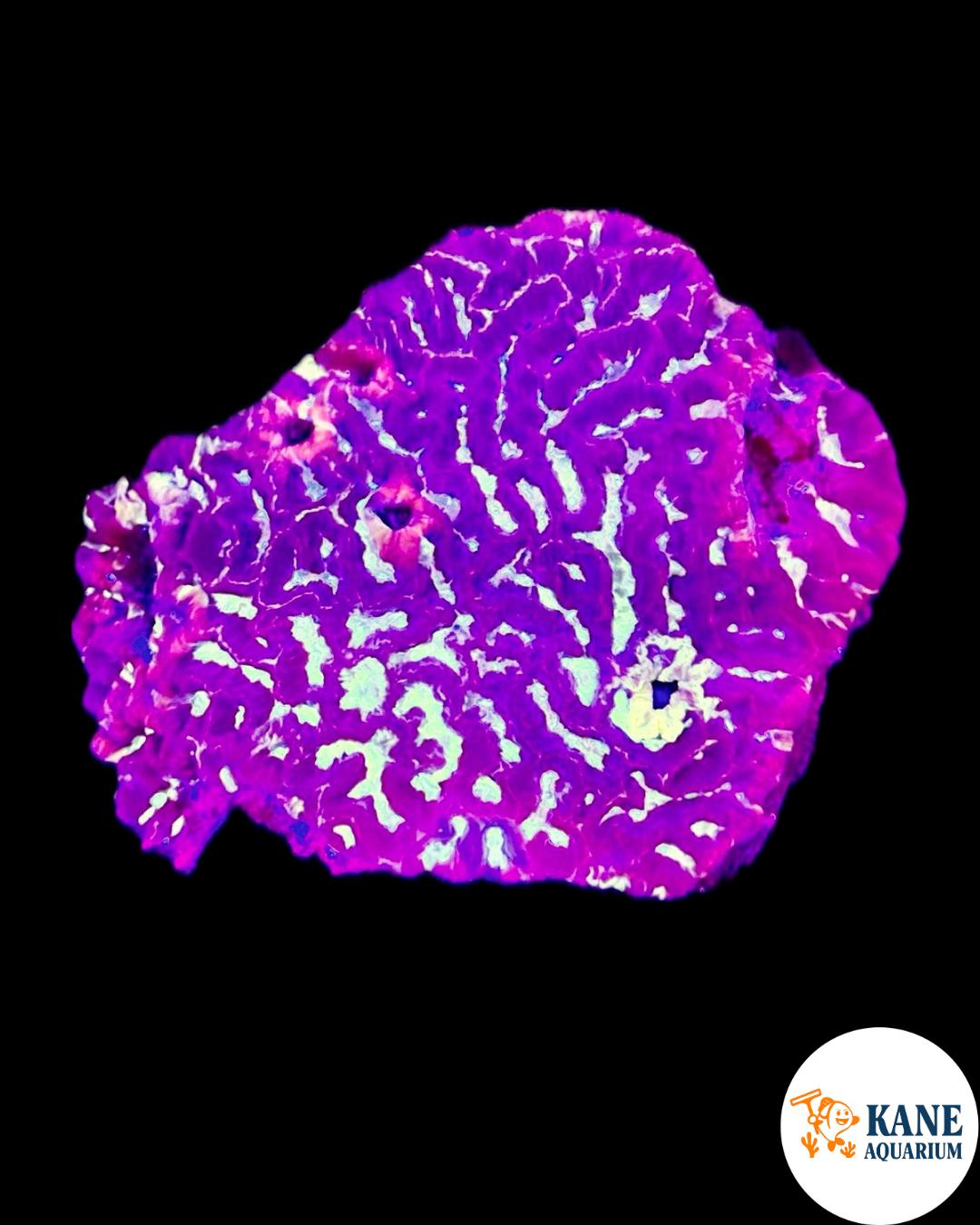 A10 - Purple and green Maze Brain