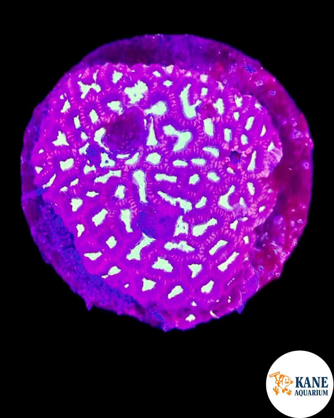 A12 - Neon Green Maze Brain with blue borders