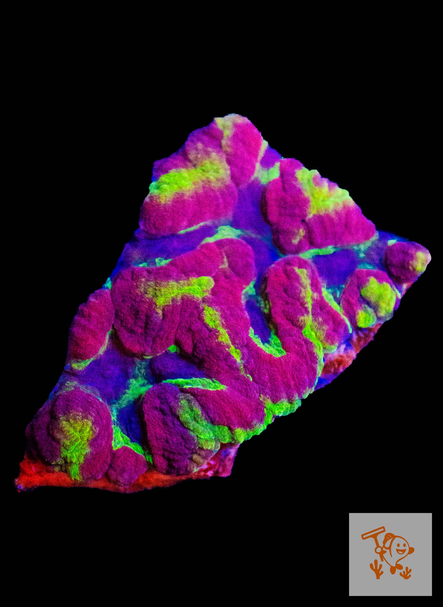 A13 - Pink Rainbow Maze Brain Frag