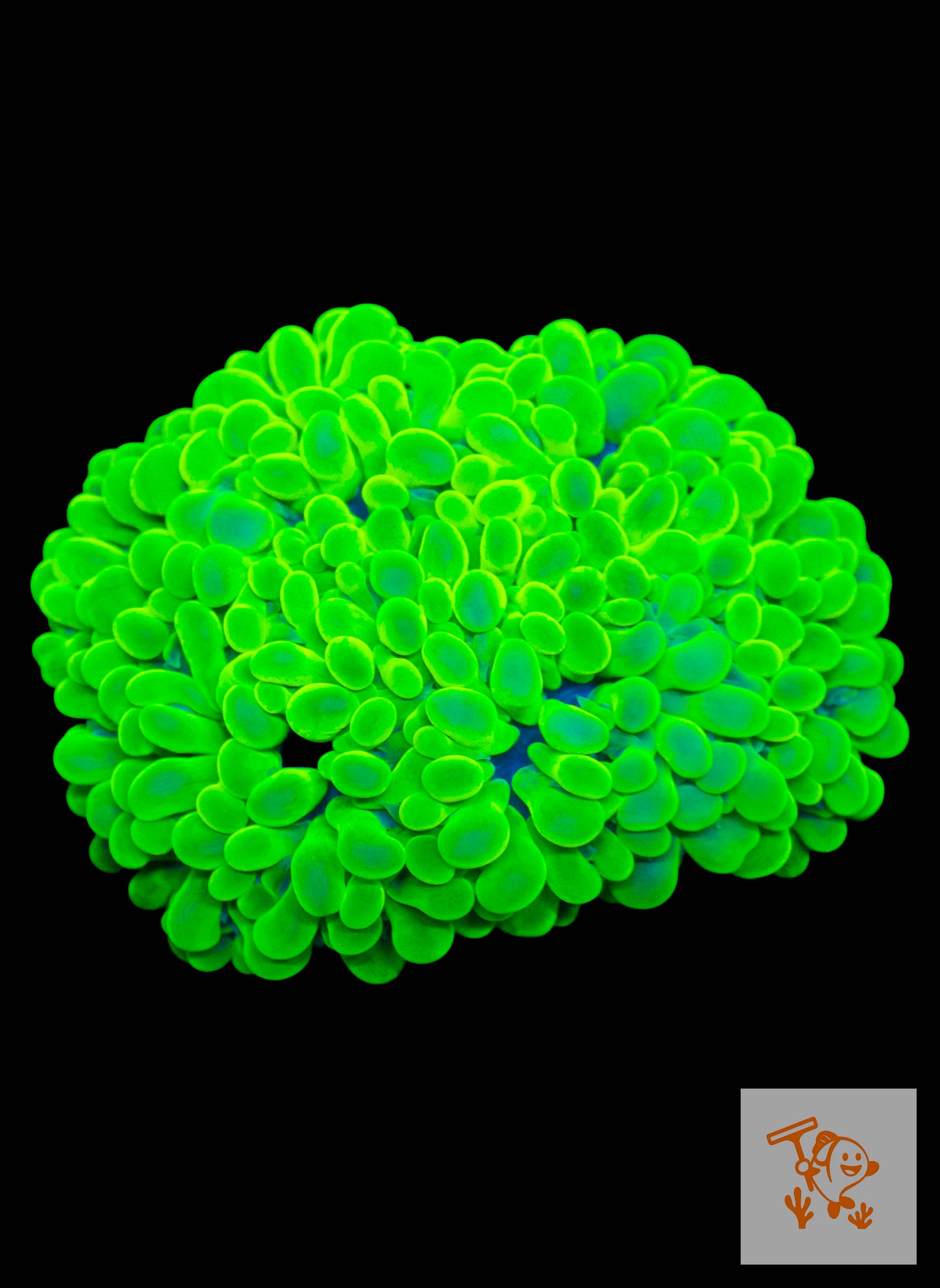 A17 - Neon Green Pearl Bubble Colony