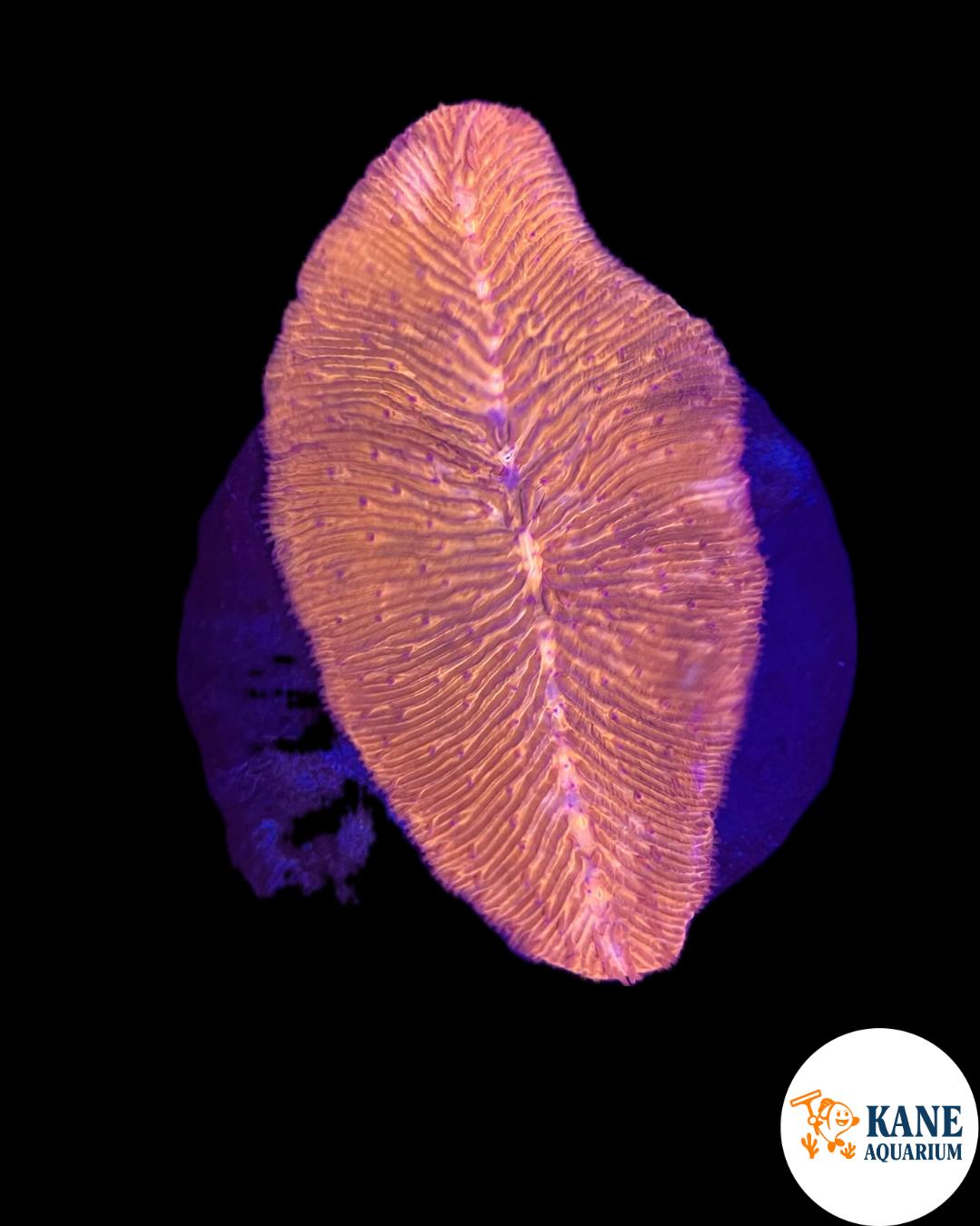 A17 - Orange tongue coral