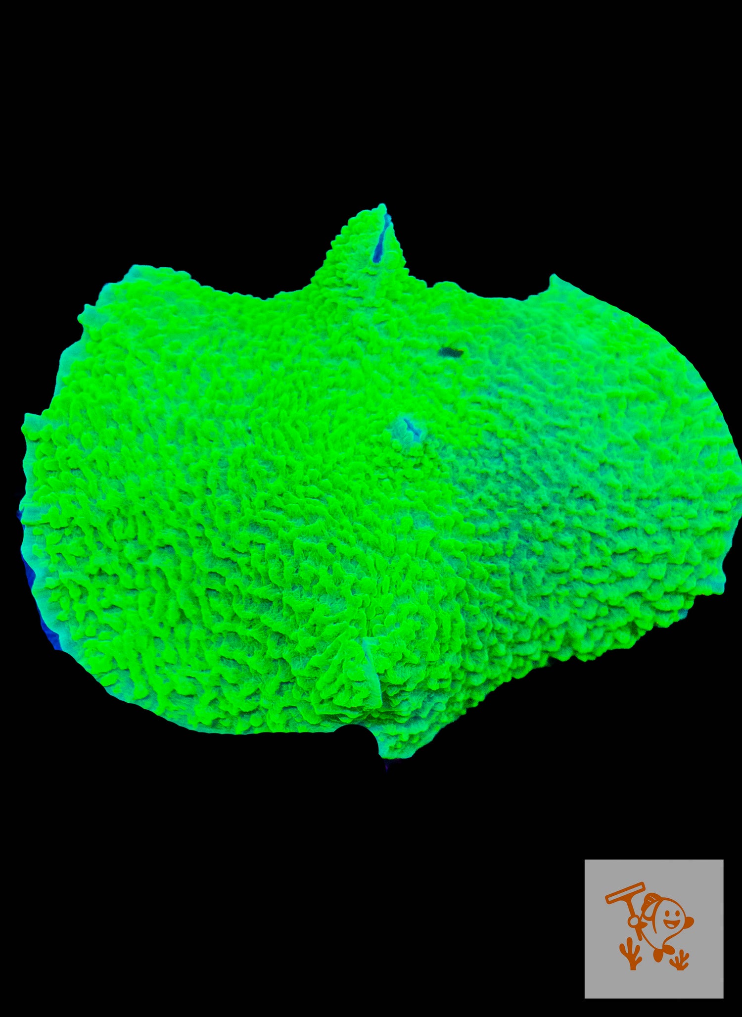 A15 - Neon Green Elephant ear Mushroom on rock