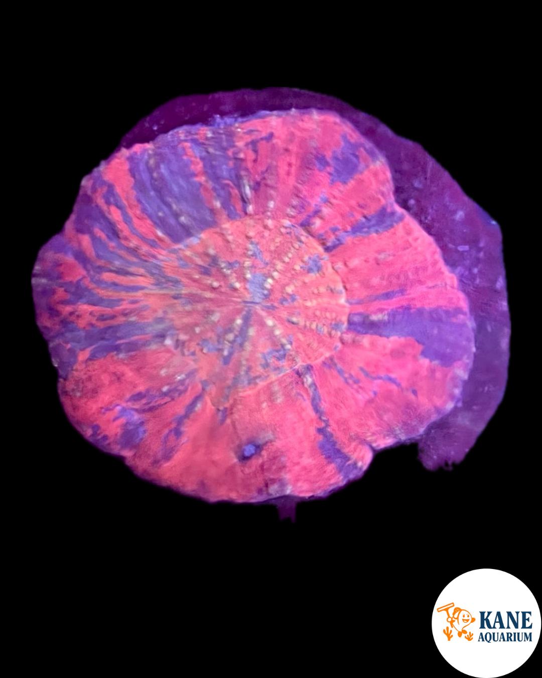 A2 - Rainbow Australomussa