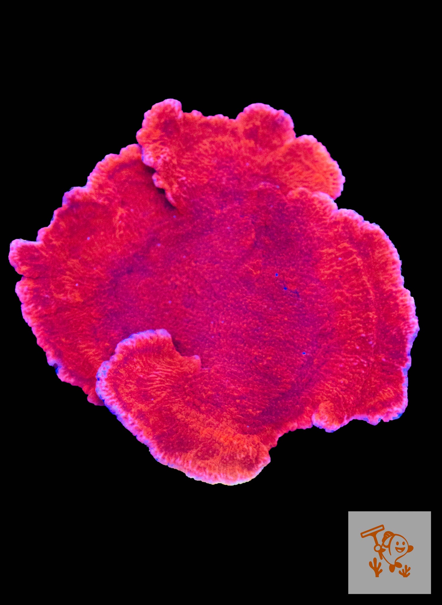 A20 - Red Montipora Cap Colony