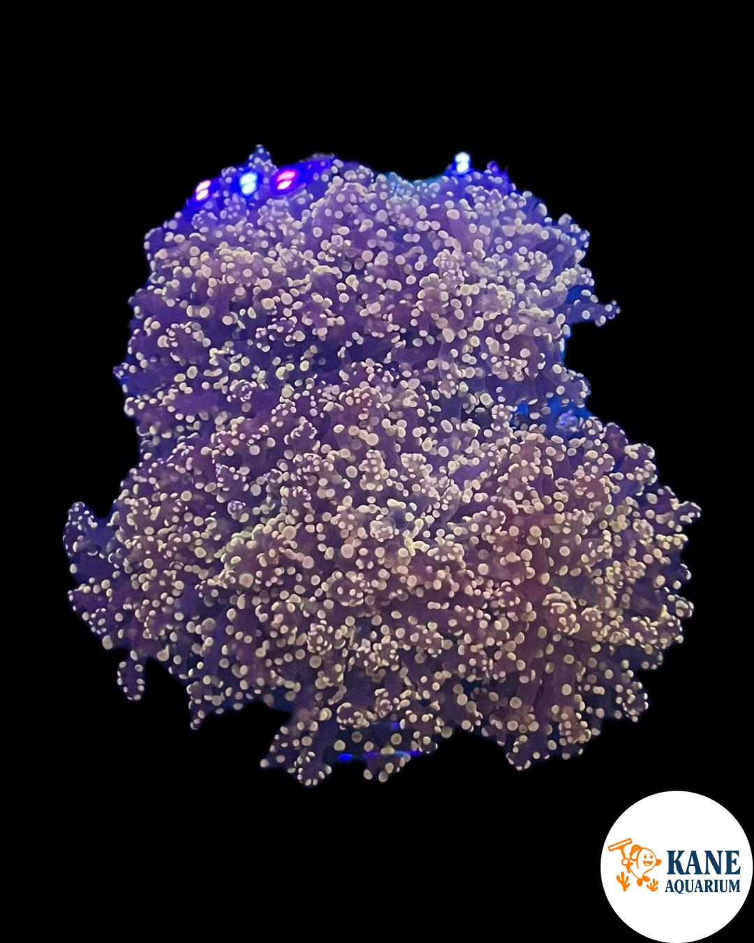 A20 - Orange Frogspawn Colony (Branching)