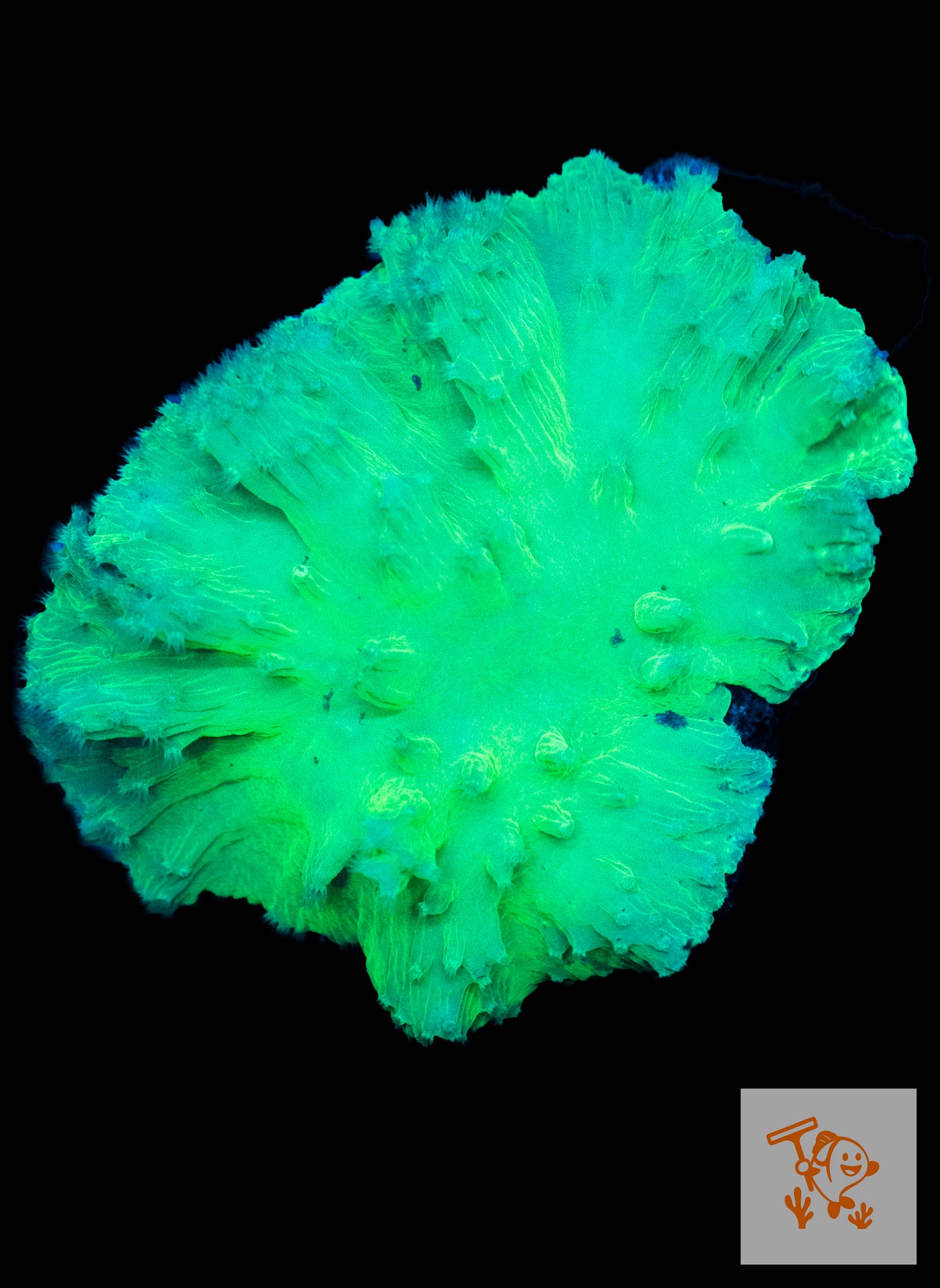 A22 - Neon Green Cabbage Leather