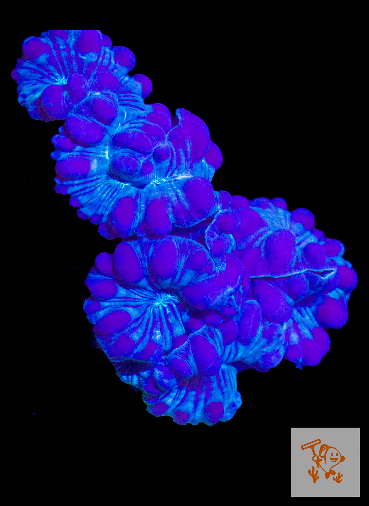A24 - Blue Fox Coral Colony