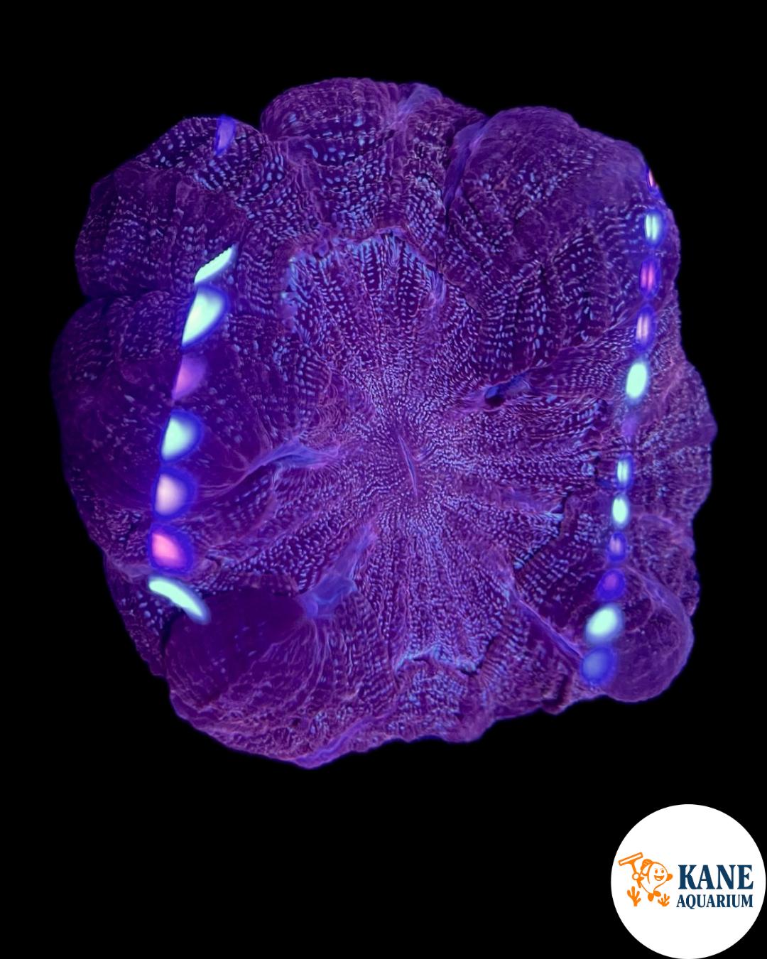 A26 - Purple Acanthophyllia with green sparkles