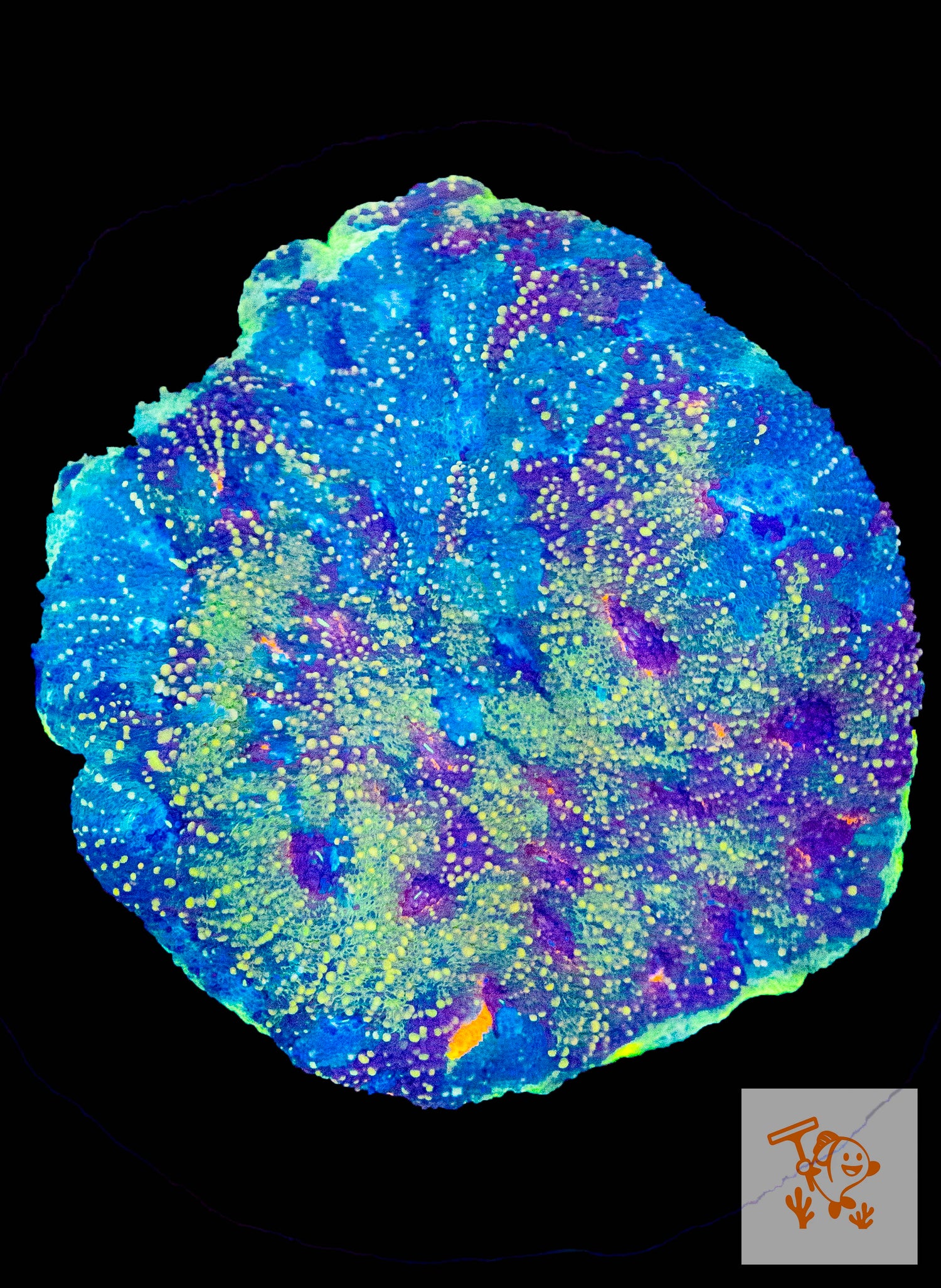 A31 - Blue with Orange shine Chalice