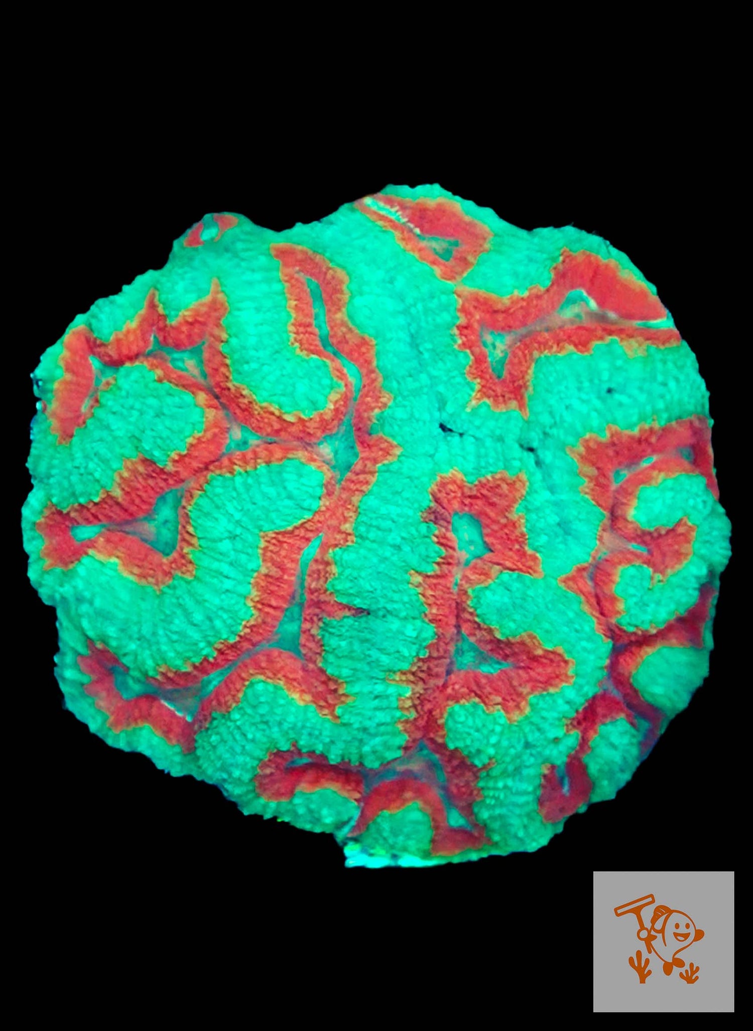 A32 - Red and Green Symphyllia Colony