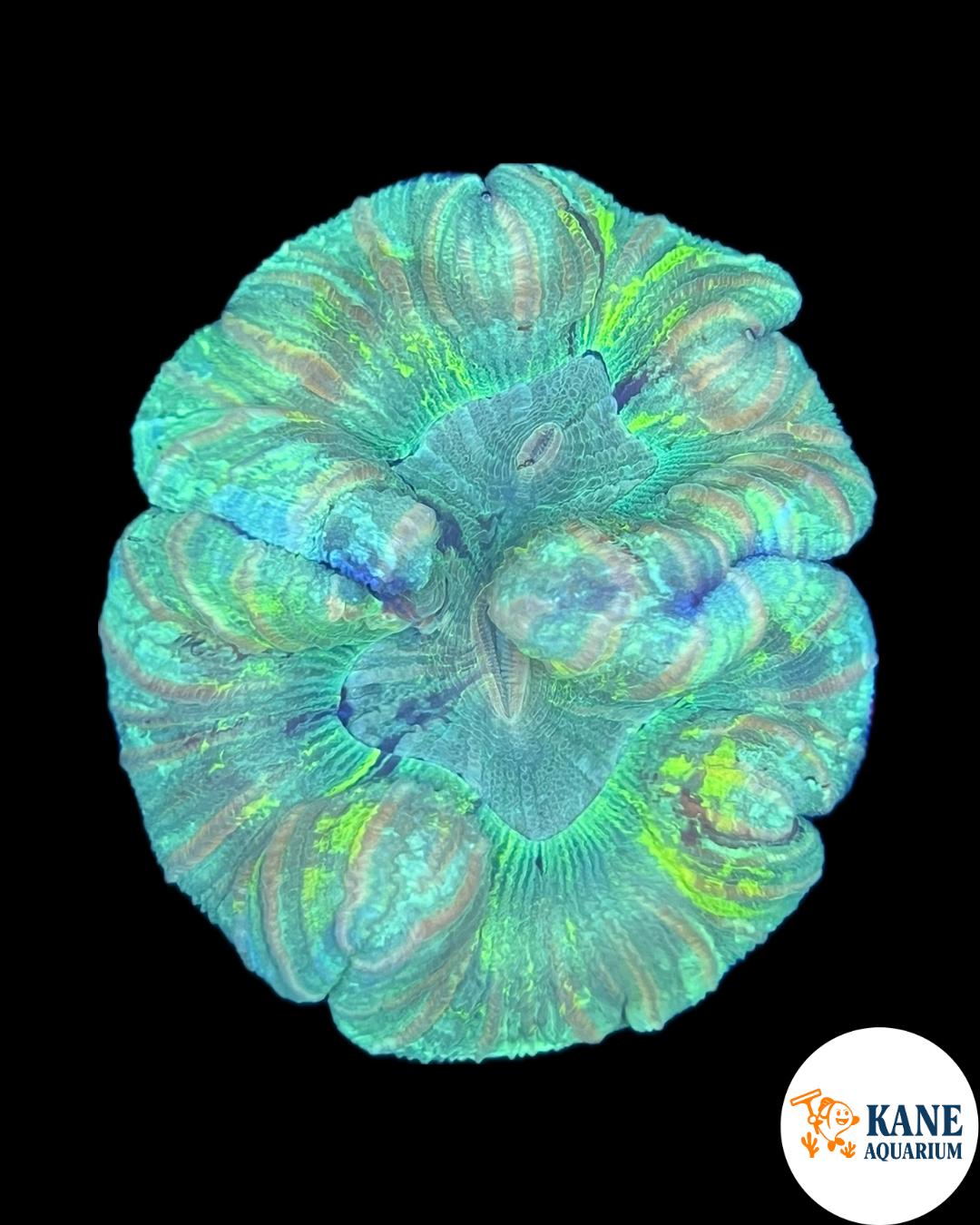 A32 - Rainbow Trachyphyllia