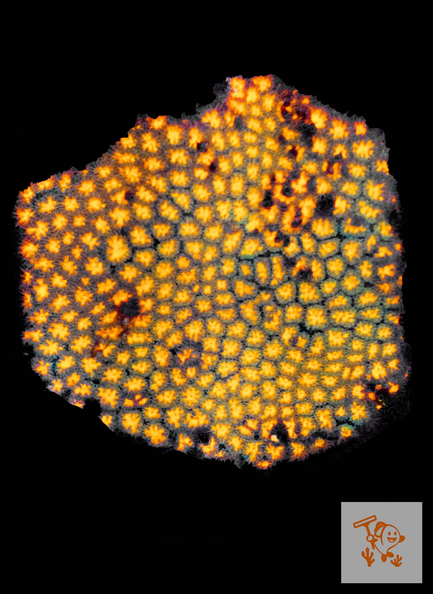 A33 - Orange Lepto Colony