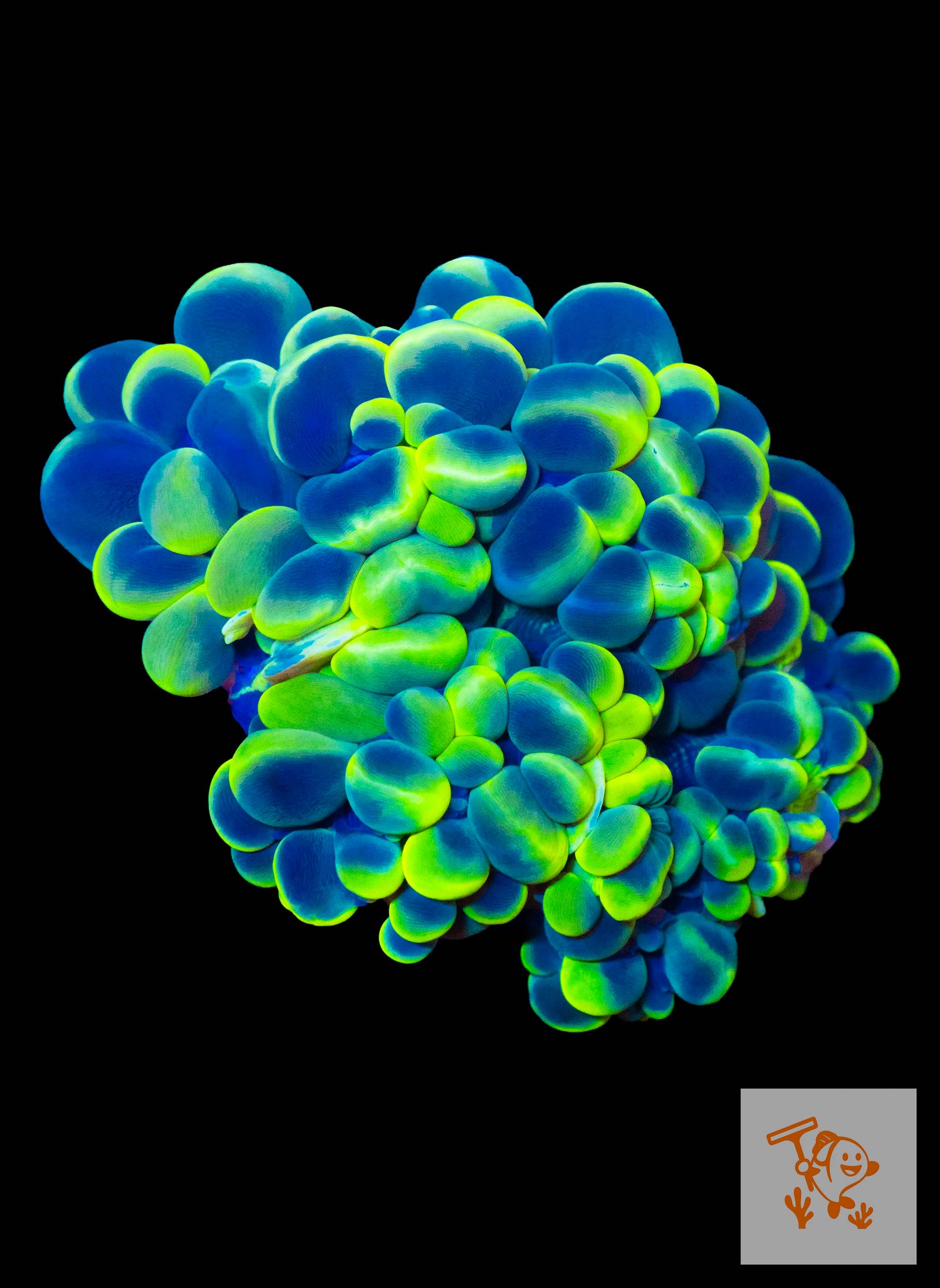 A4 - Gold yellow Cats eyes Bubble Coral Colony