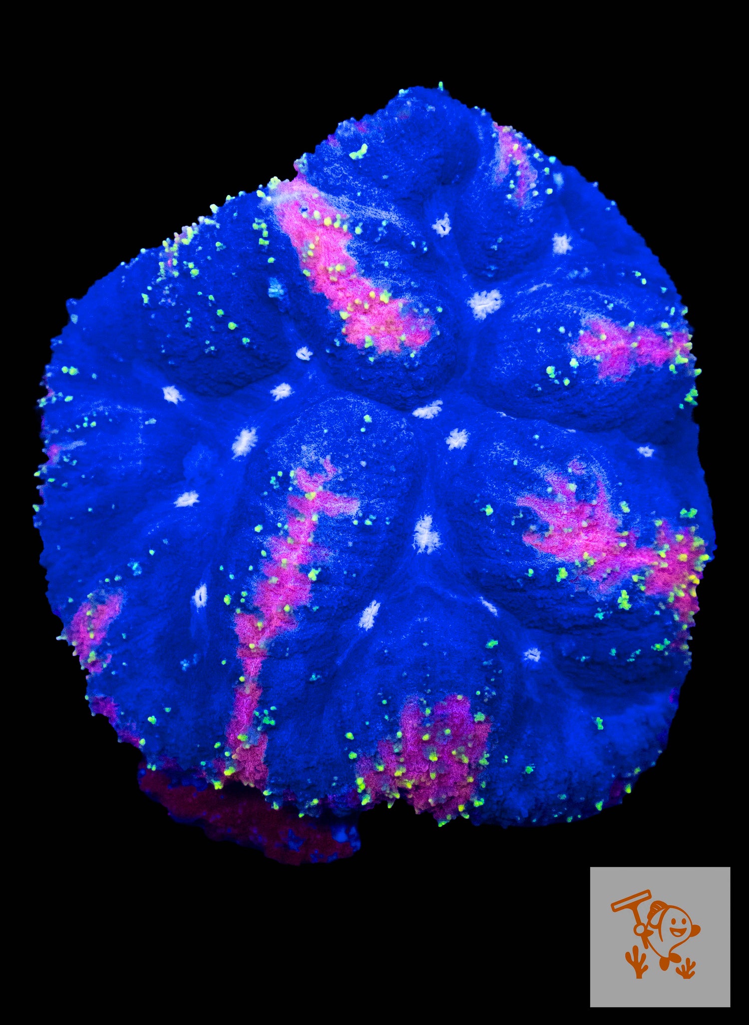 A4 Blue Symphyllia with Pink and Yellow