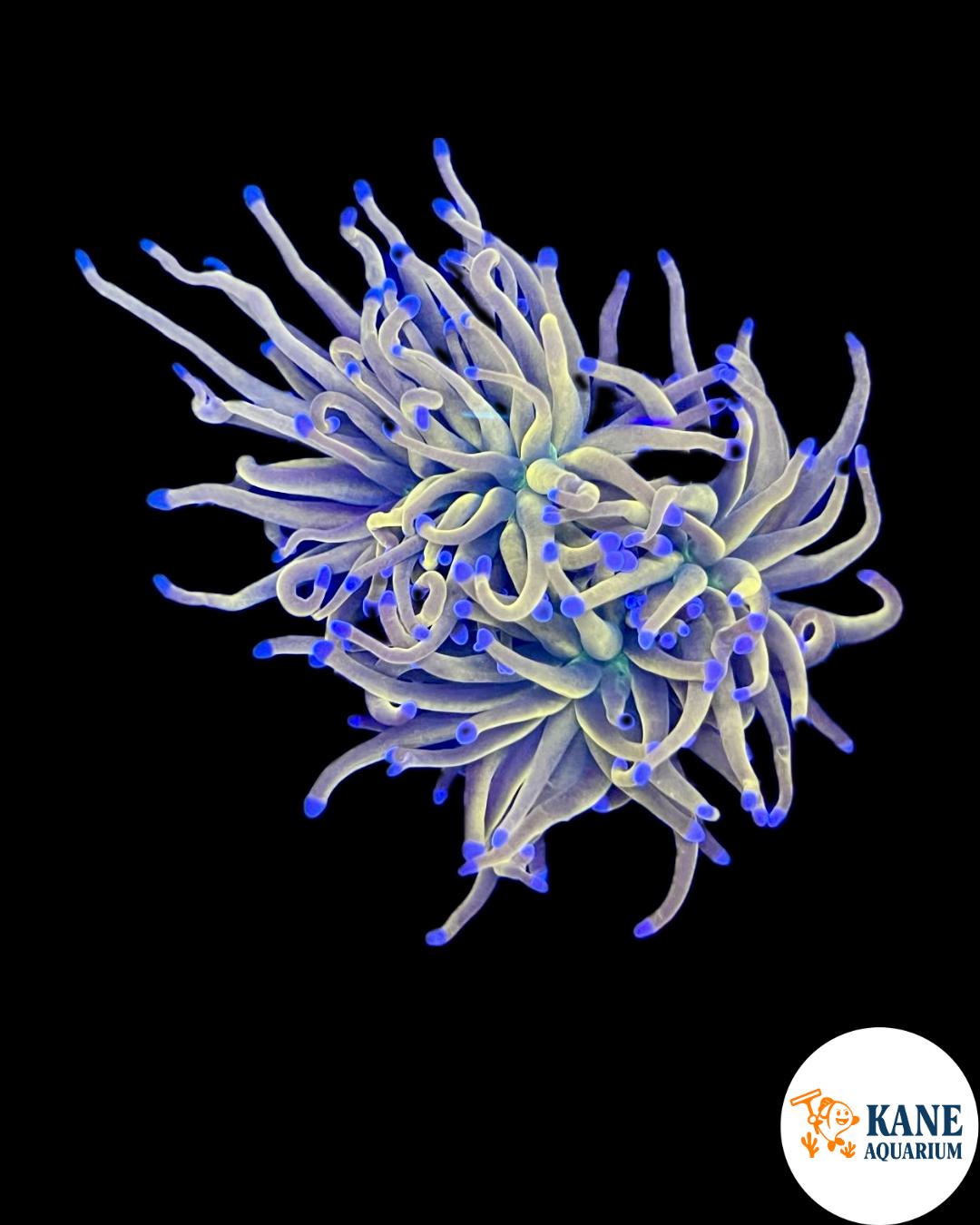 A41 - Reverse Holy Grail Torch colony