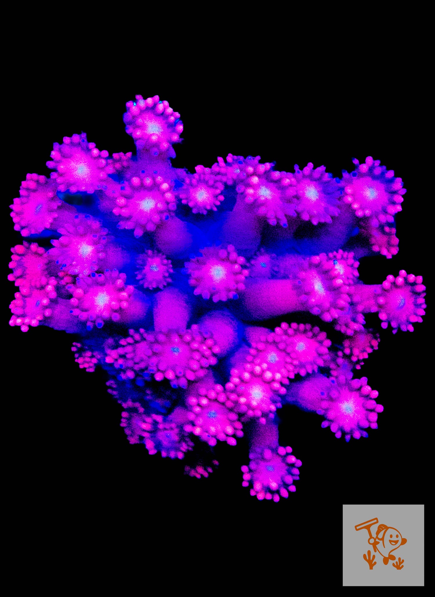 A3 - Pink Gonipora Frag