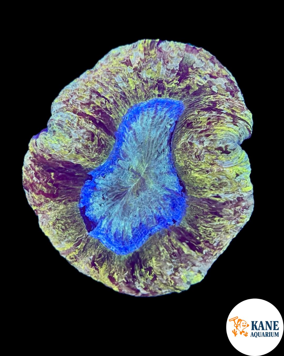 A5 - Yellow Trachyphyllia with purple and blue center